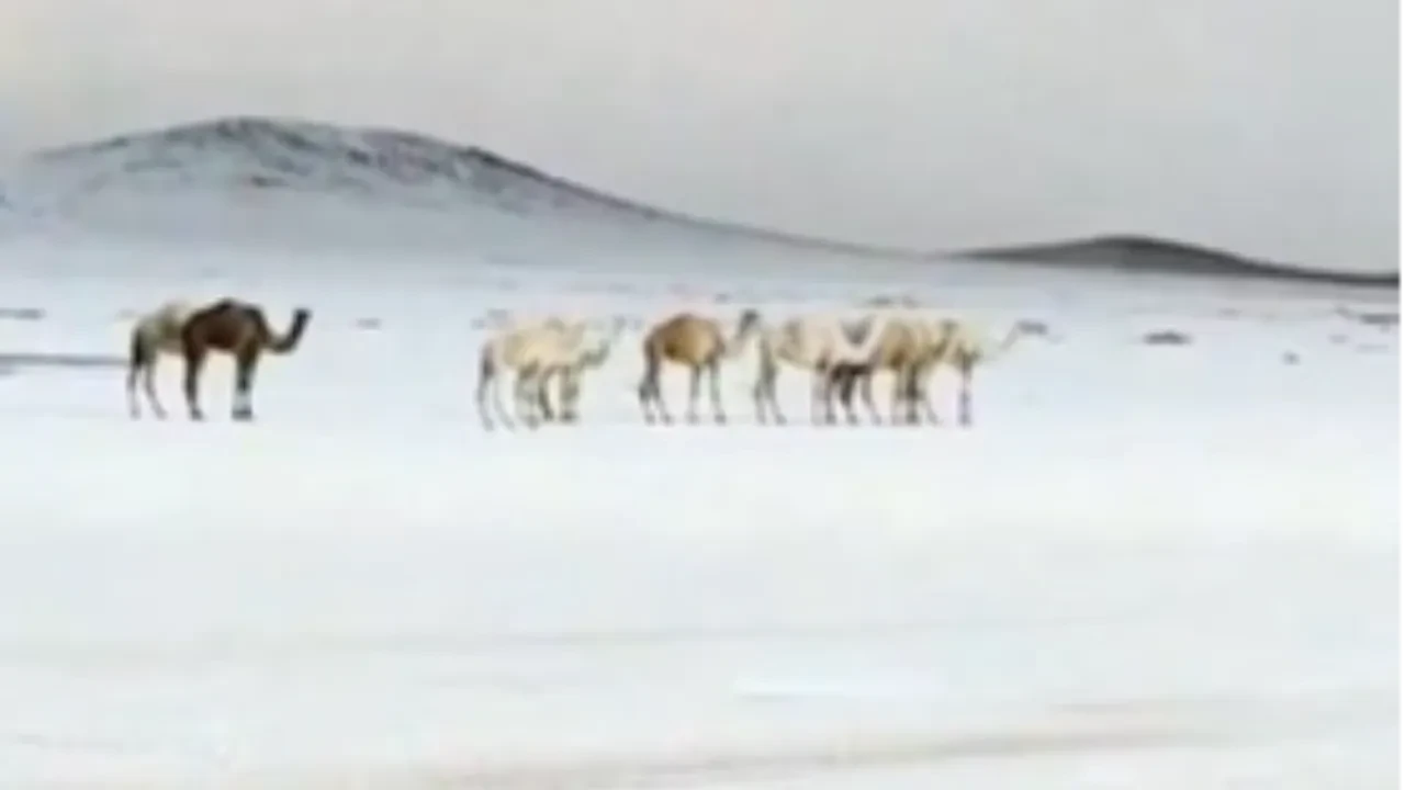 Suudi Arabistan'da kar mı yağdı, nereye? Arap ülkelerinde olumsuz hava koşulları