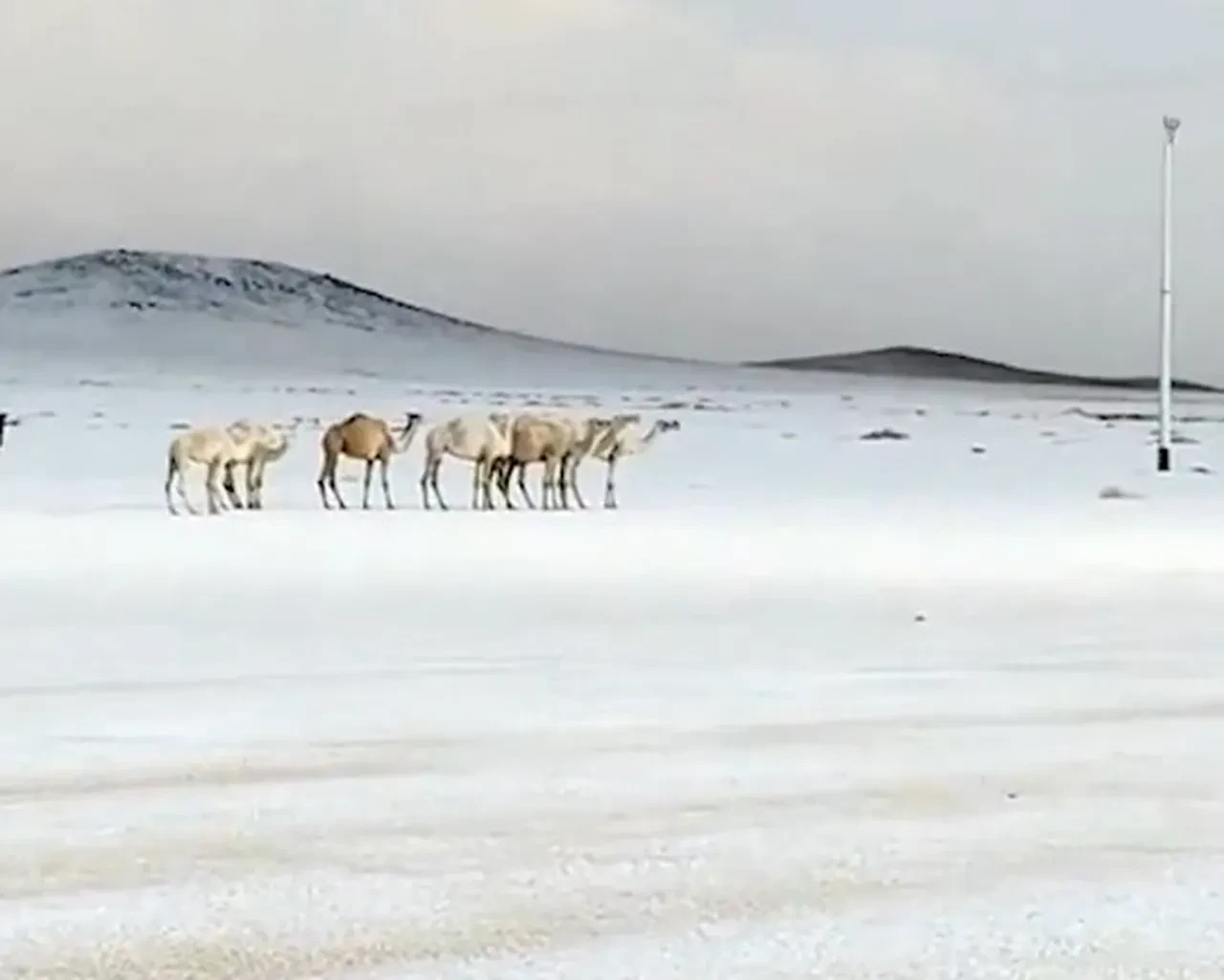 Suudi Arabistan'da kar mı yağdı, nereye? Arap ülkelerinde olumsuz hava koşulları