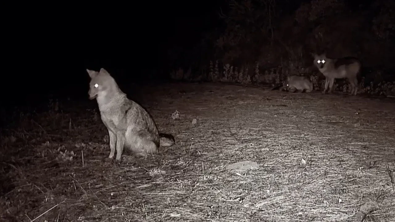Doğada tüyler ürperten an! Ağzında acımasızca dolaştırdı