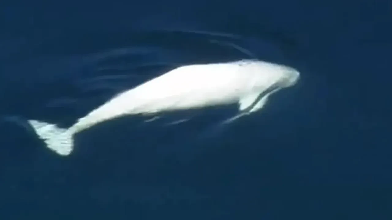 Ölümcül virüs keşfedildi! Bilim insanları nefes örneklerinden tespit etti: Okyanuslar boyunca taşınıyor