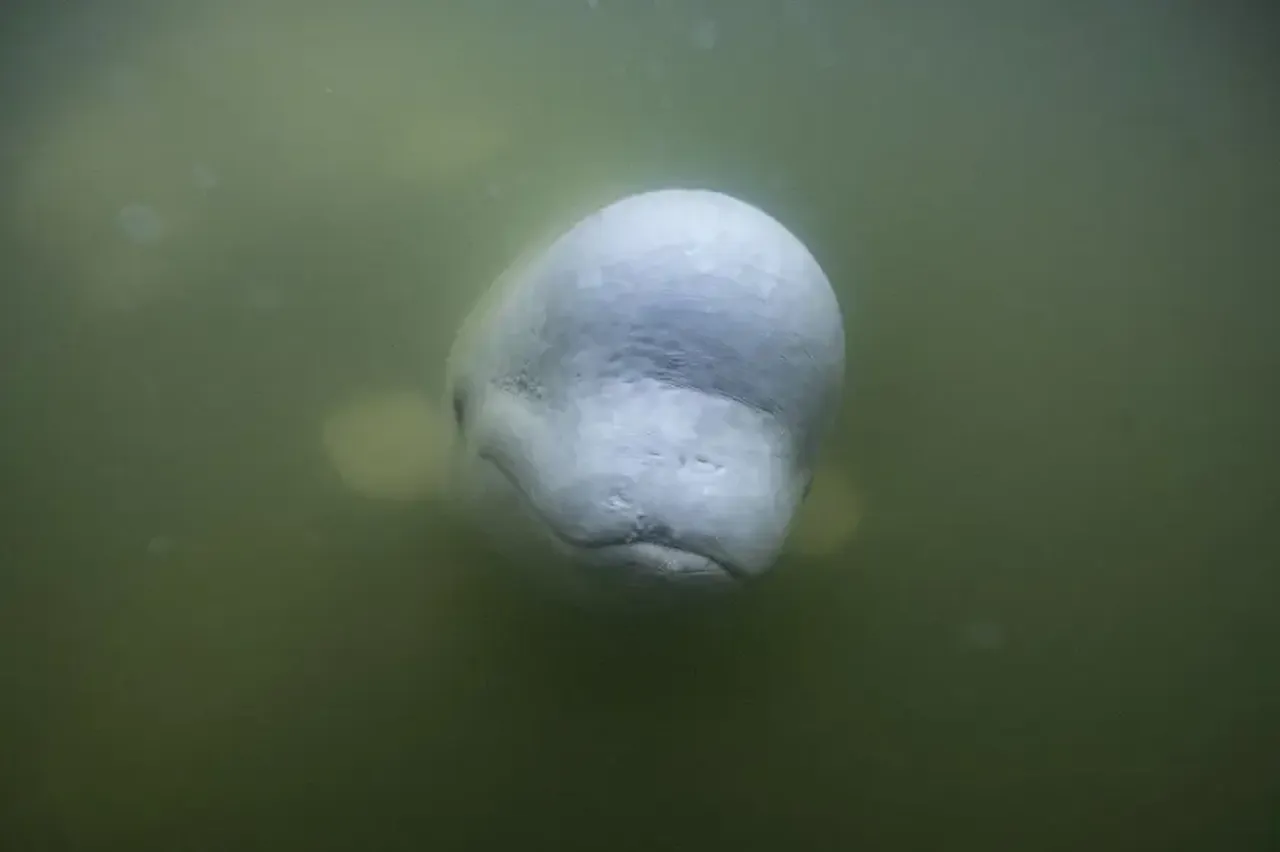 Ölümcül virüs keşfedildi! Bilim insanları nefes örneklerinden tespit etti: Okyanuslar boyunca taşınıyor