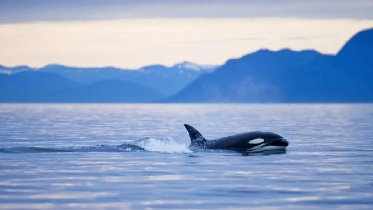 Ölümcül virüs keşfedildi! Bilim insanları nefes örneklerinden tespit etti: Okyanuslar boyunca taşınıyor