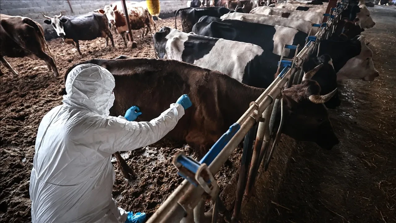 Türkiye'de şap kabusu sürüyor! Sakarya Karasu'da 37 mahallede karantina başladı