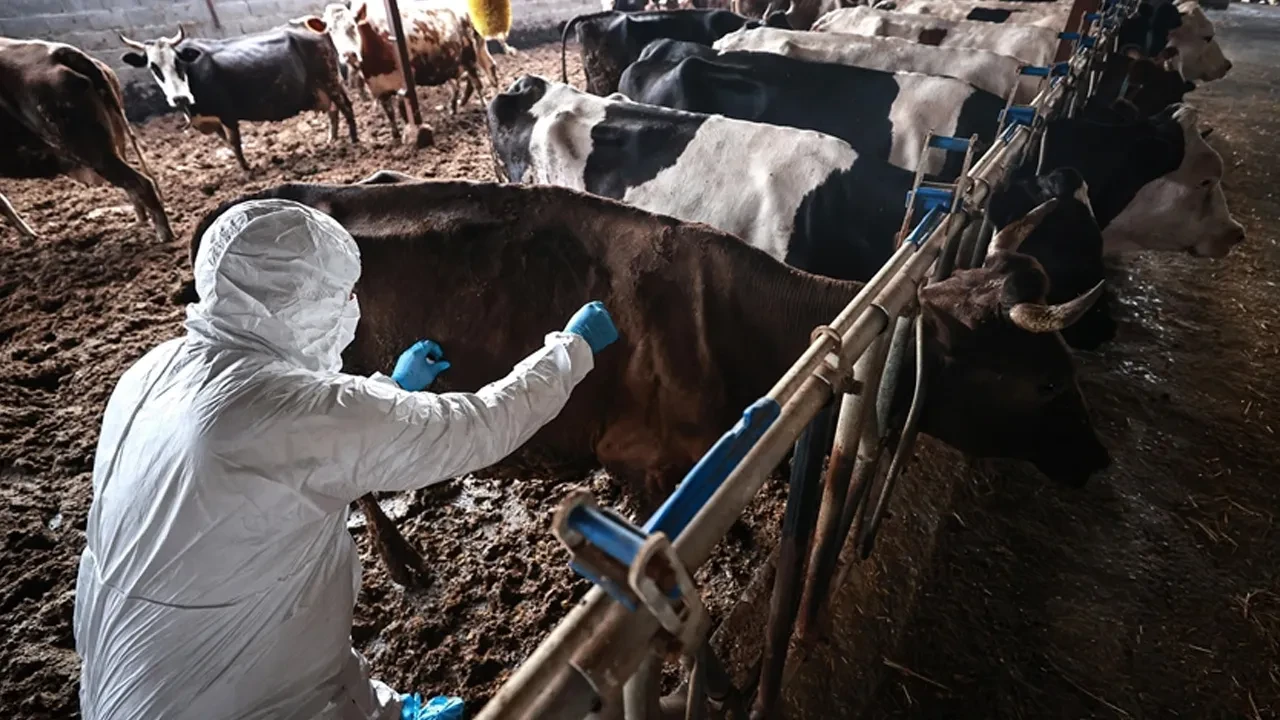 Türkiye'de şap kabusu sürüyor! Sakarya Karasu'da 37 mahallede karantina başladı