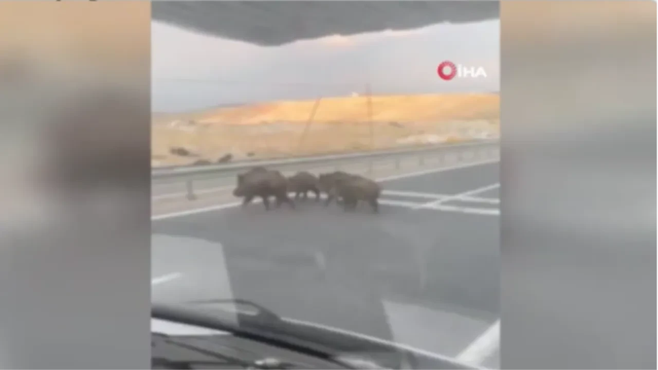 Domuz sürüsü yola fırladı, araç sürücüsü telaşa düştü! O anlar kamerada