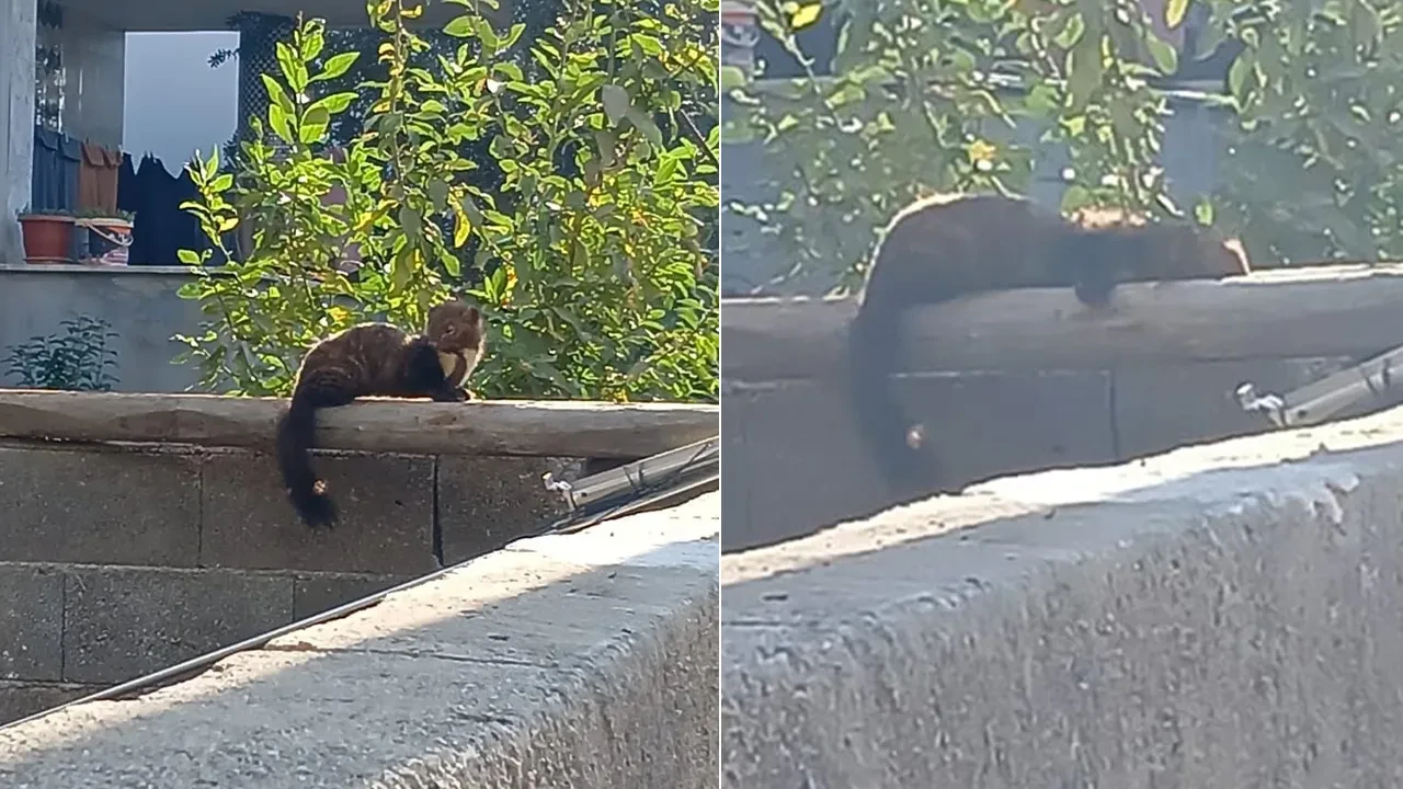 Duvar üstünde güneşlenen sansar ilgi odağı oldu