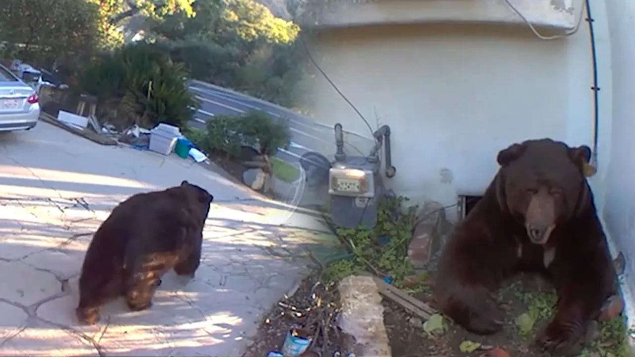 Ev arkadaşı 225 kiloluk bir ayı: Nerede olduğunu bilmediğimde korkuyorum