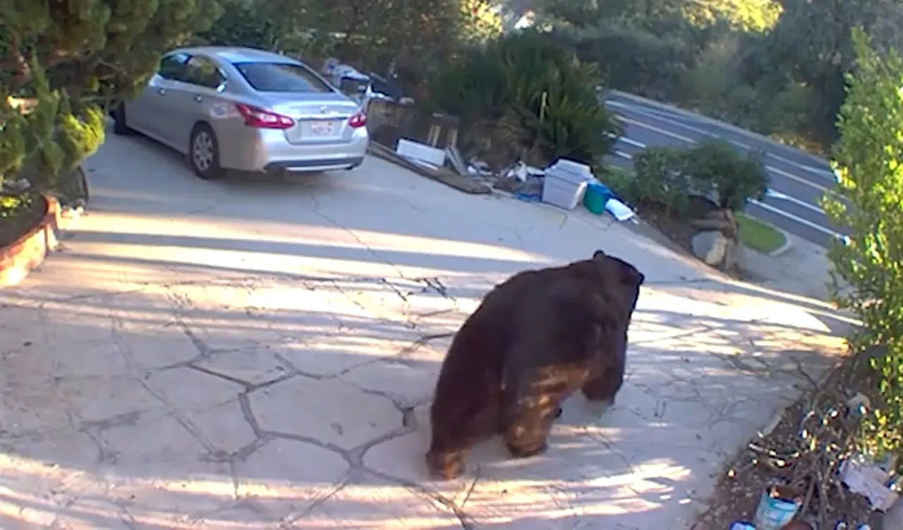 Ev arkadaşı 225 kiloluk bir ayı: Nerede olduğunu bilmediğimde korkuyorum