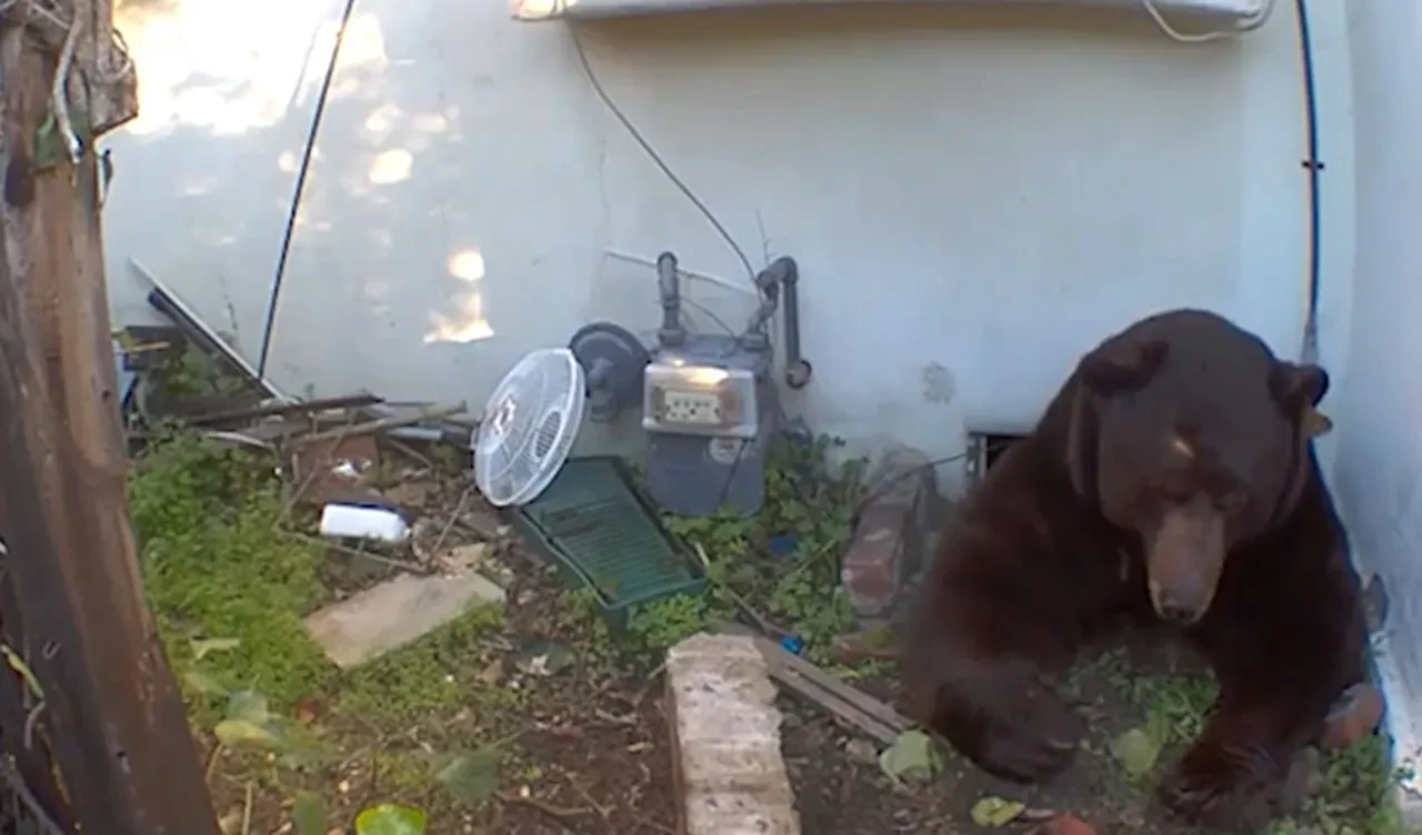 Ev arkadaşı 225 kiloluk bir ayı: Nerede olduğunu bilmediğimde korkuyorum