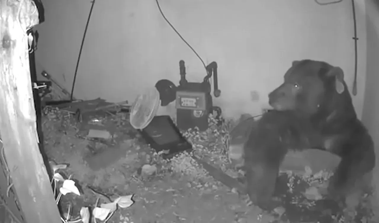 Ev arkadaşı 225 kiloluk bir ayı: Nerede olduğunu bilmediğimde korkuyorum