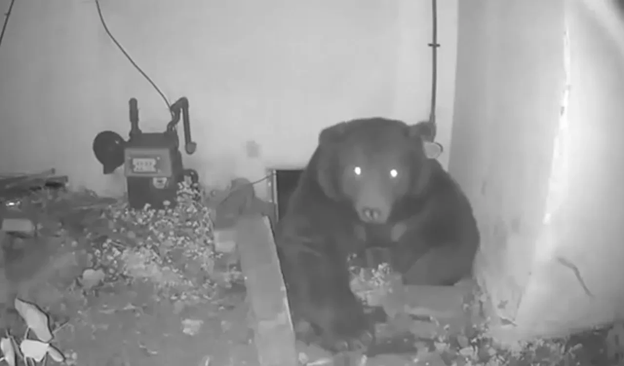 Ev arkadaşı 225 kiloluk bir ayı: Nerede olduğunu bilmediğimde korkuyorum