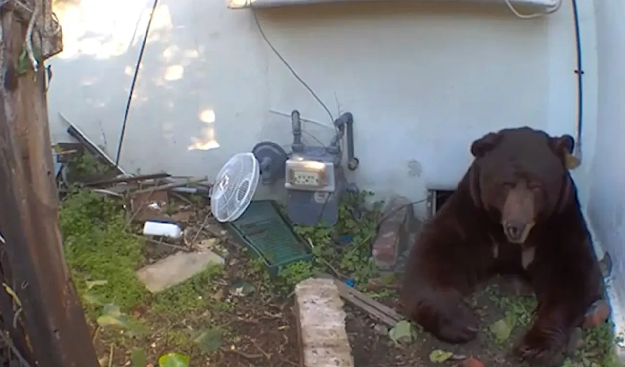 Ev arkadaşı 225 kiloluk bir ayı: Nerede olduğunu bilmediğimde korkuyorum