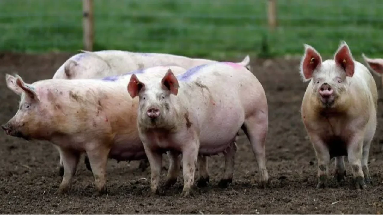 İspanya'da domuz vebası salgını: Mücadeleye asker de katıldı