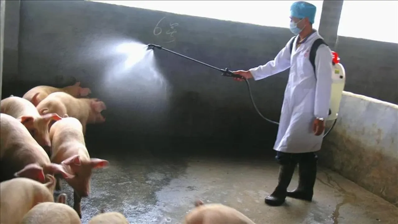 İspanya'da domuz vebası salgını: Mücadeleye asker de katıldı