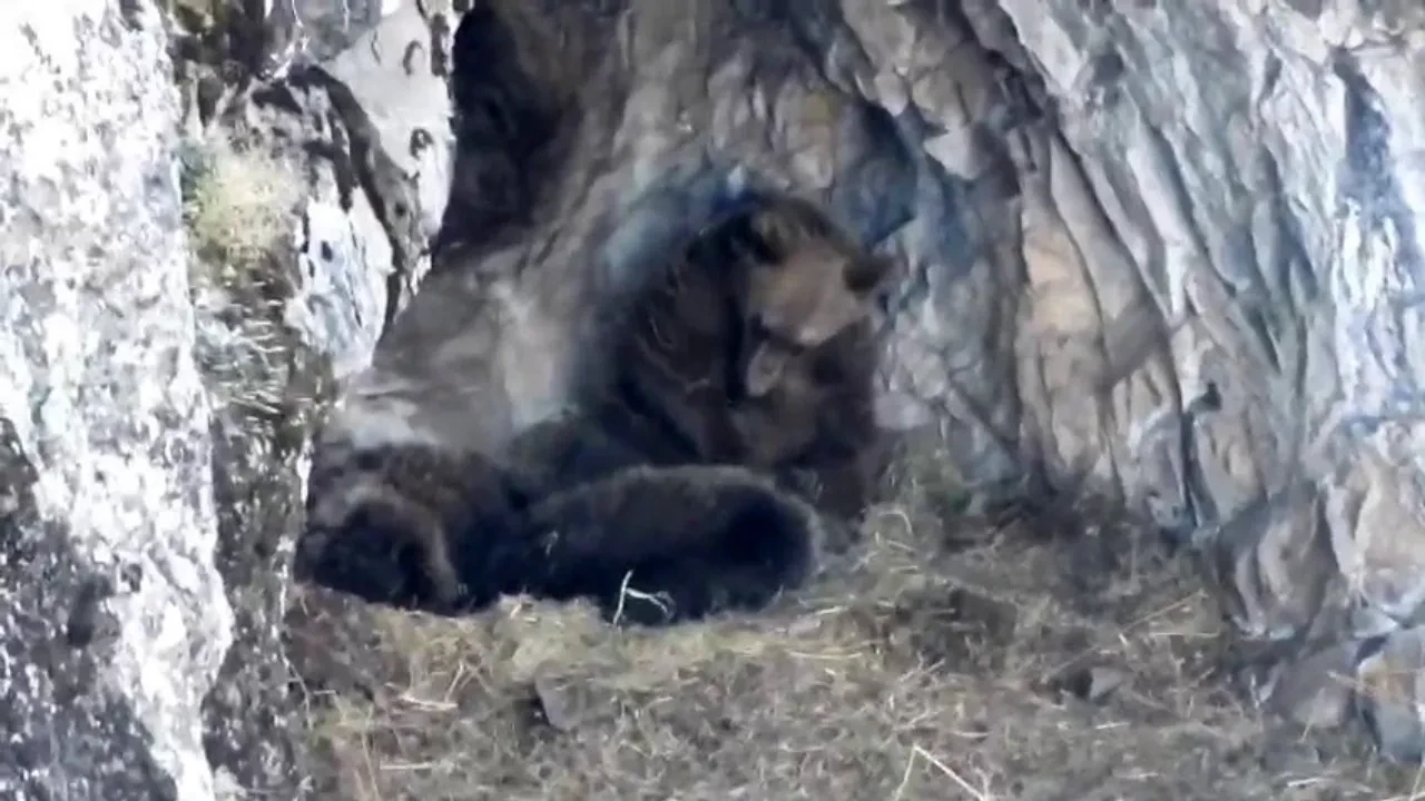 Kış uykusuna yatmaya hazırlanan ayı ailesi böyle görüntülendi