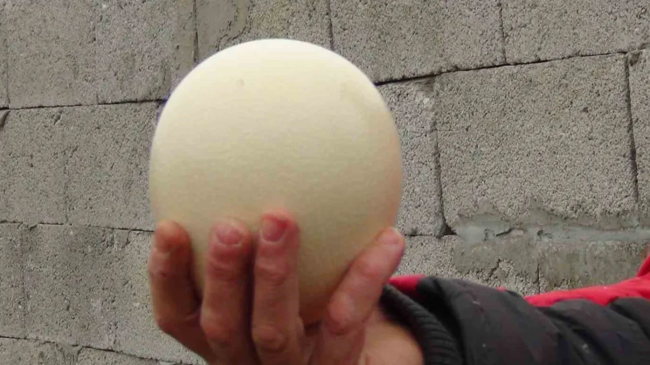 Köyüne dönen İstanbullunun yeni işi altın yumurtluyor: 1471 KM yol gitti, paraya para demiyor!