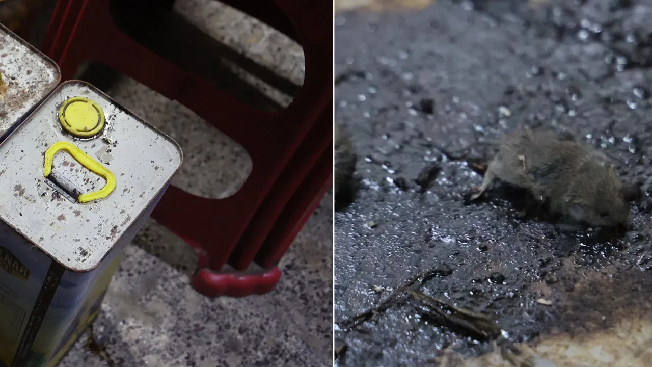 Mide bulandıran görüntü! Gıda denetimlerinde ifşa edildi: Fareler pes dedirtti