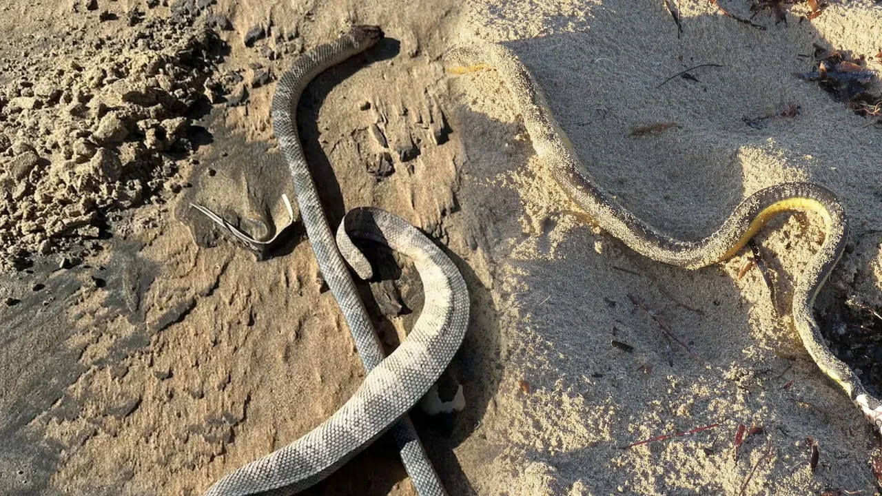 Sahilde endişe veren olay: Yılanlar kıyıya vurdu