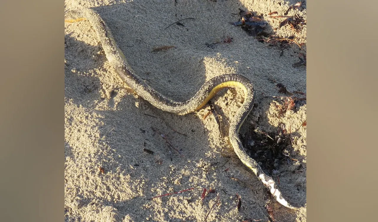 Sahilde endişe veren olay: Yılanlar kıyıya vurdu