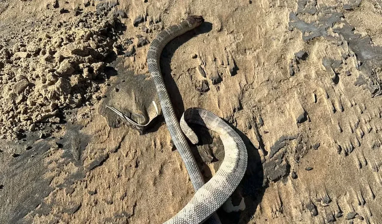 Sahilde endişe veren olay: Yılanlar kıyıya vurdu