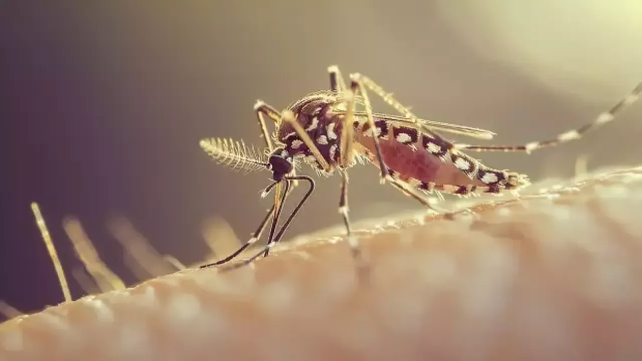 Sivrisinekler ölüm saçıyor: Ölümcül virüs ülkede onlarca kişiyi hayattan kopardı