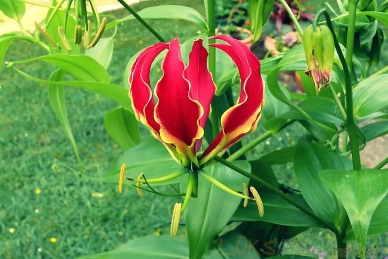 Altın ve doların sessiz rakibi