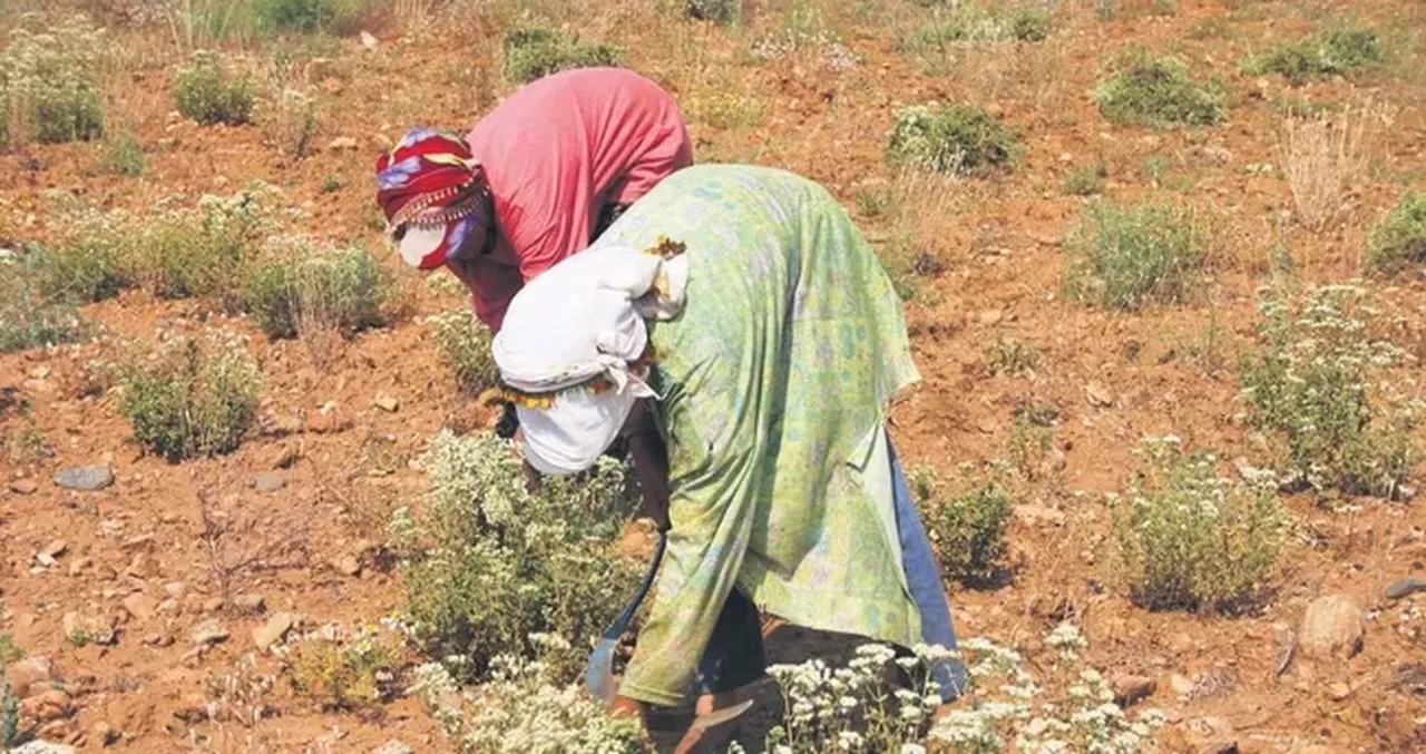 Altın ve doların sessiz rakibi