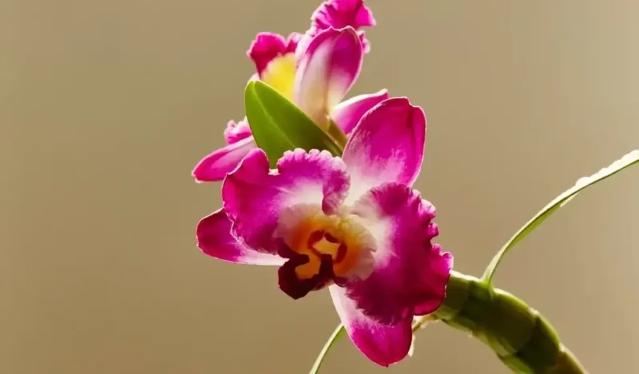 Altın ve doların sessiz rakibi