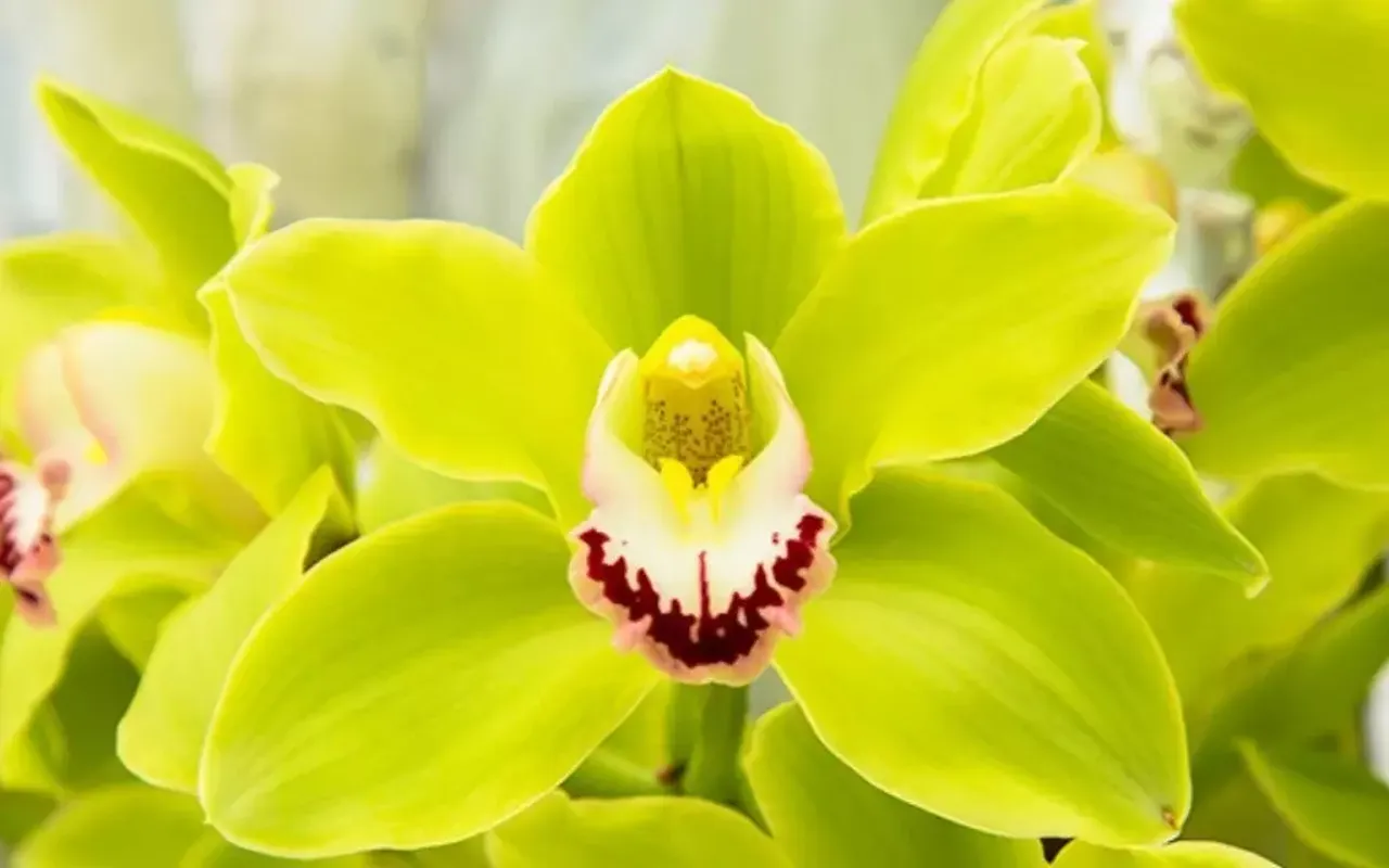 Altın ve doların sessiz rakibi