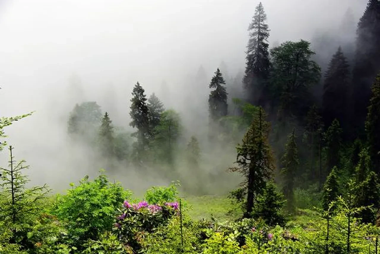 Meteoroloji illeri tek tek açıkladı! Kuvvetli kar yağışı geliyor: Her yer bembeyaz olacak 
