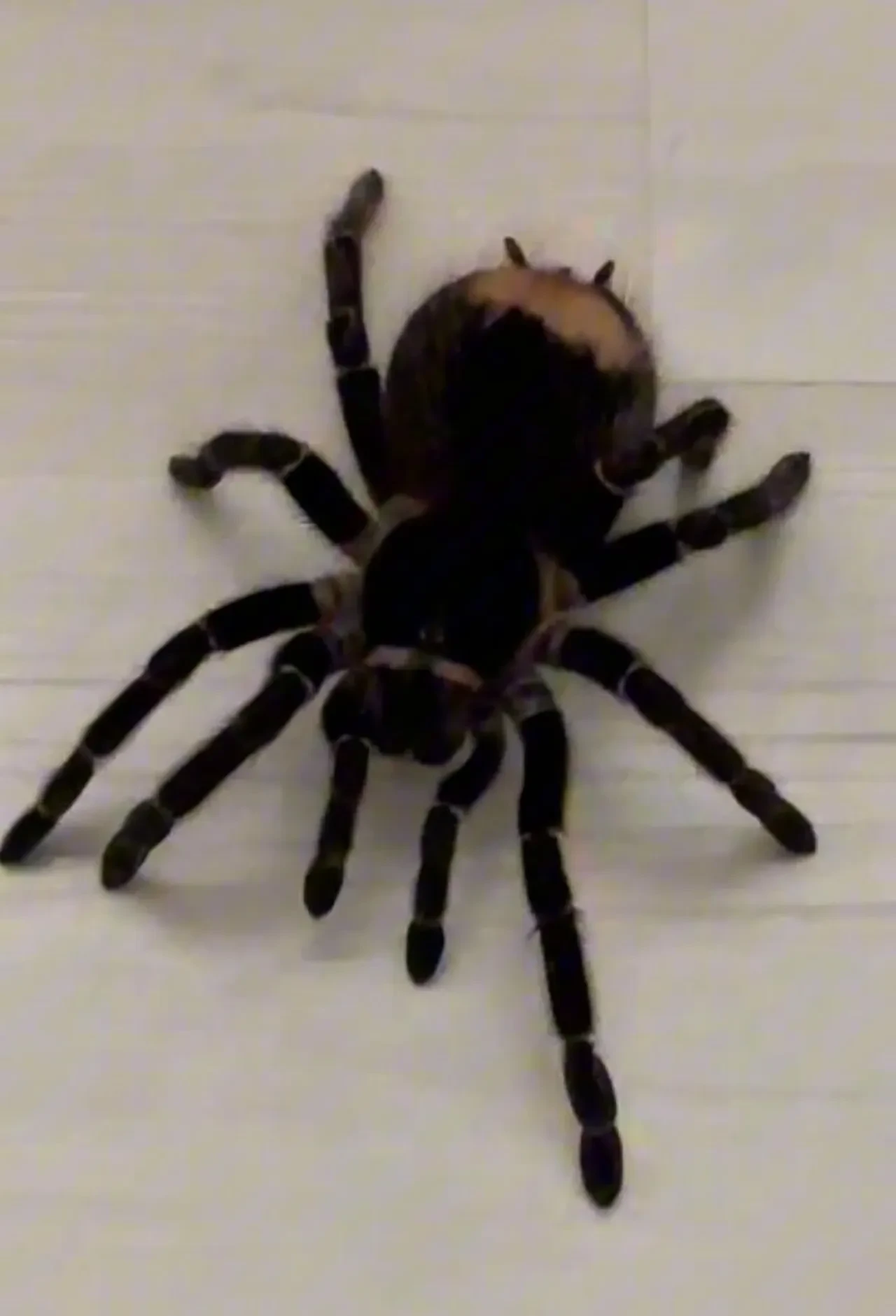 Operasyon sırasında tüyleri ürperten anlar! Burma pitonu, kırmızı kuyruklu yılan, tarantula ve dahası...