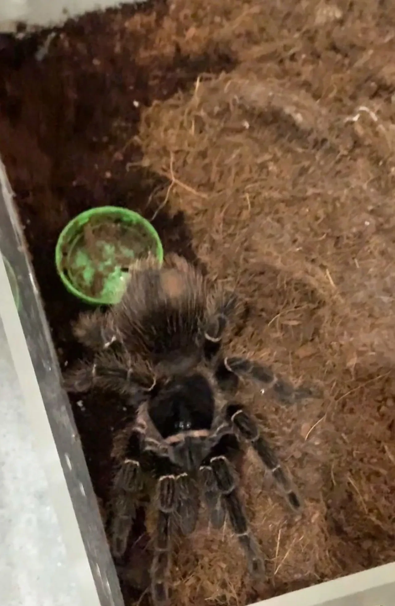 Operasyon sırasında tüyleri ürperten anlar! Burma pitonu, kırmızı kuyruklu yılan, tarantula ve dahası...