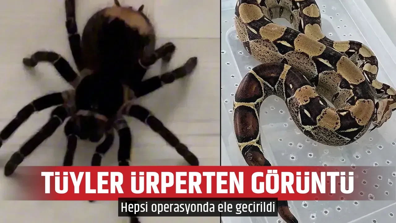 TÜYLER ÜRPERTEN GÖRÜNTÜ