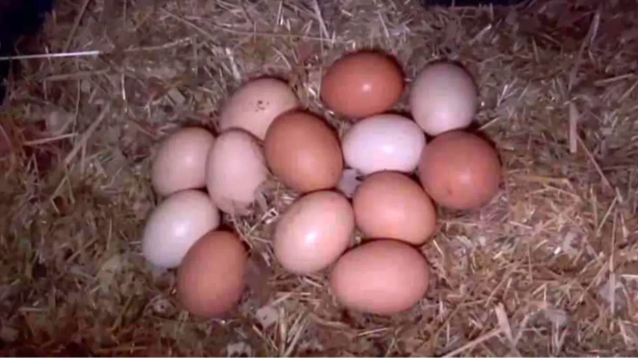 Tavukları müzikle sakinleştiriyor! 'Yumurta verimi arttı'