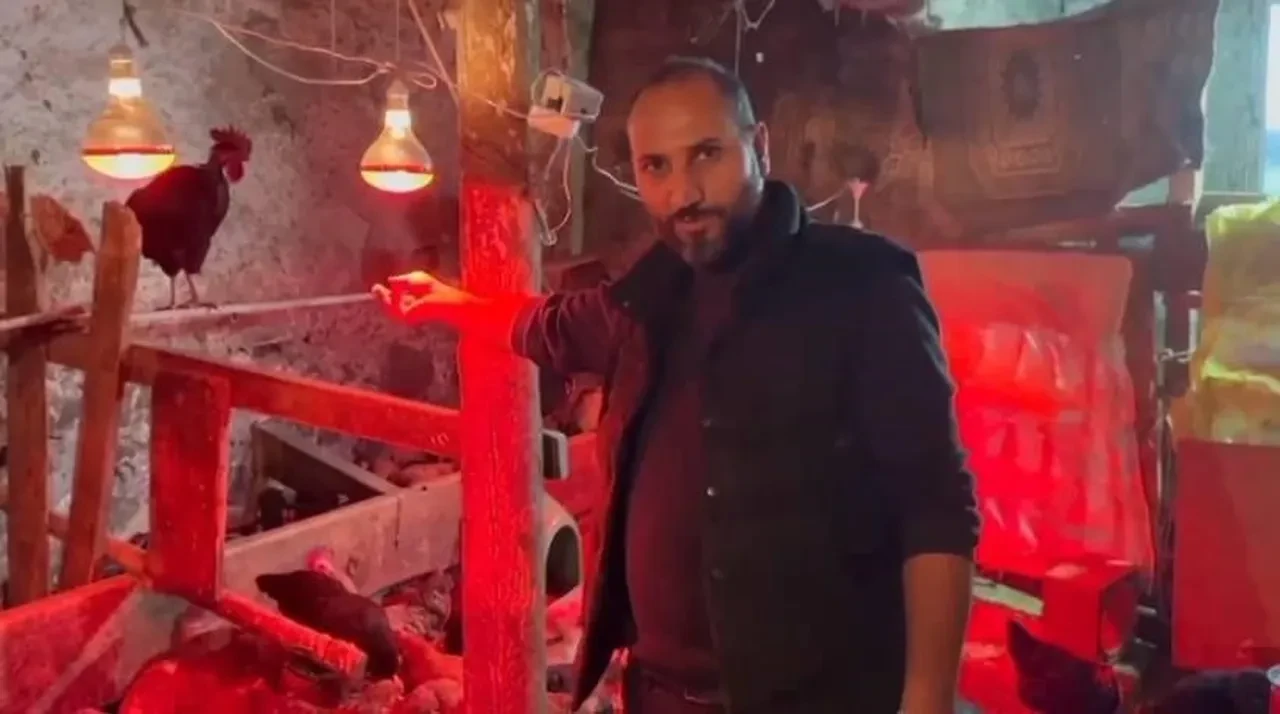 Tavukları müzikle sakinleştiriyor! 'Yumurta verimi arttı'