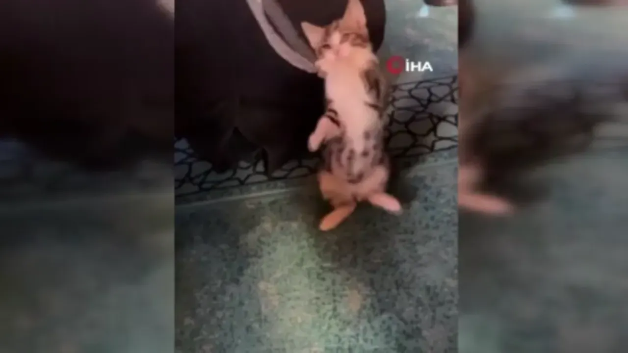 Yavru kediden gülümseten görüntüler: Camide vaaz sırasında cemaatle ve tesbihle oynadı!