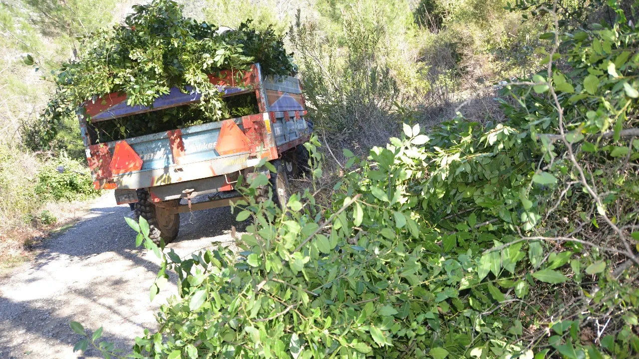 Ağaç yapraklarını Avrupa’ya ihraç ediyorlar! Kilosu 25 liradan satılıyor, 100 aileye geçim kaynağı oldu