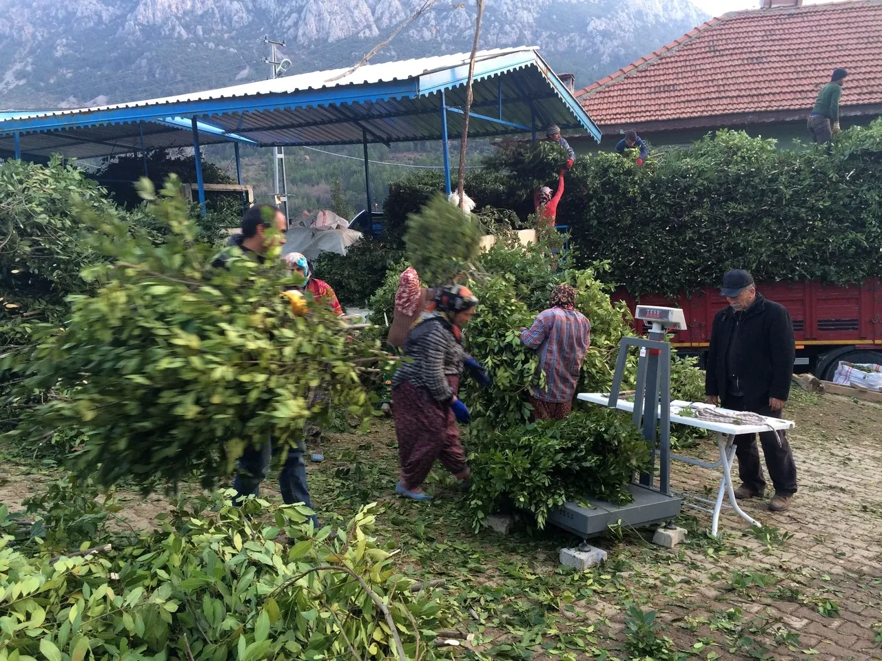 Ağaç yapraklarını Avrupa’ya ihraç ediyorlar! Kilosu 25 liradan satılıyor, 100 aileye geçim kaynağı oldu