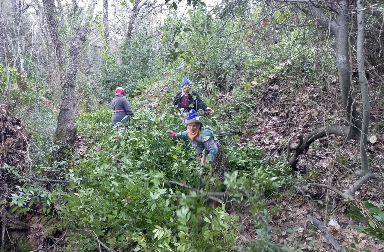 Ağaç yapraklarını Avrupa’ya ihraç ediyorlar! Kilosu 25 liradan satılıyor, 100 aileye geçim kaynağı oldu
