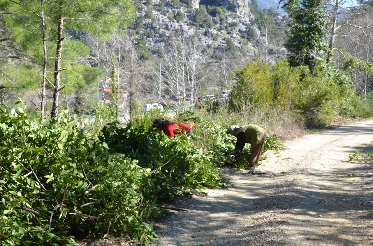 Ağaç yapraklarını Avrupa’ya ihraç ediyorlar! Kilosu 25 liradan satılıyor, 100 aileye geçim kaynağı oldu