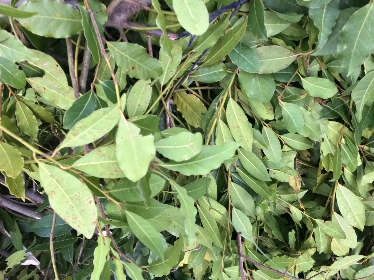 Ağaç yapraklarını Avrupa’ya ihraç ediyorlar! Kilosu 25 liradan satılıyor, 100 aileye geçim kaynağı oldu