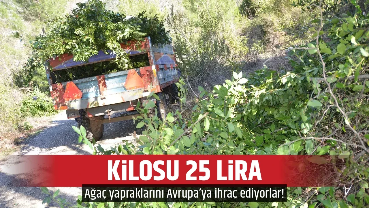 KİLOSU 25 LİRA