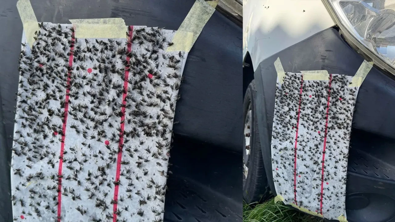 Kışa rağmen yaşanan sinek istilası isyan ettirdi: Hayatımız kabusa döndü