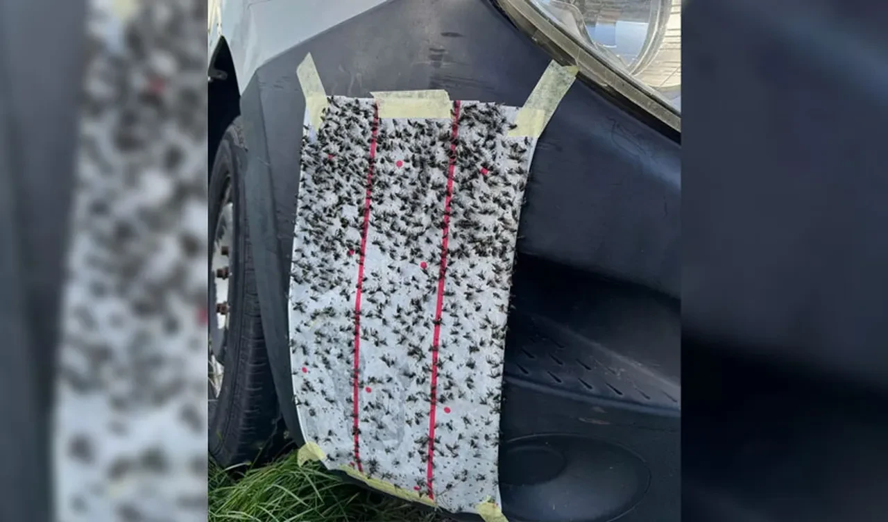 Kışa rağmen yaşanan sinek istilası isyan ettirdi: Hayatımız kabusa döndü