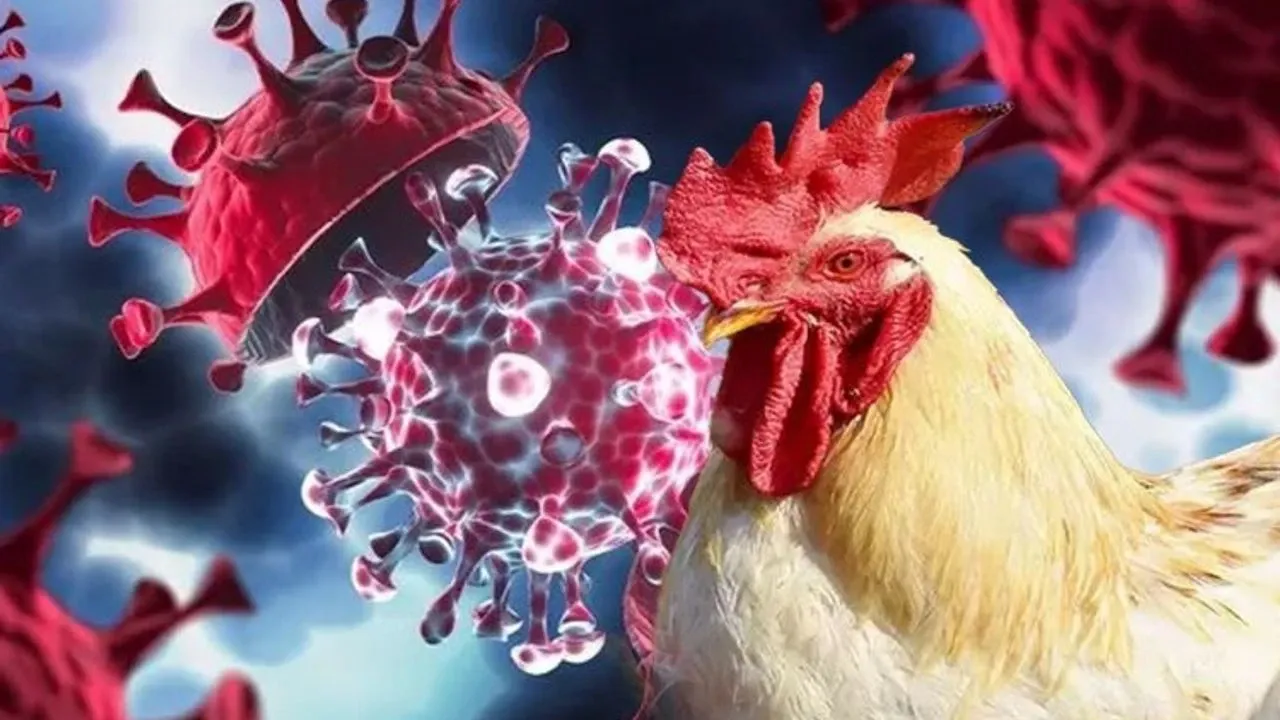 Kuş gribi raporundaki ürküten detaylar! Felaketi durdurmak için sadece 48 saatimiz var