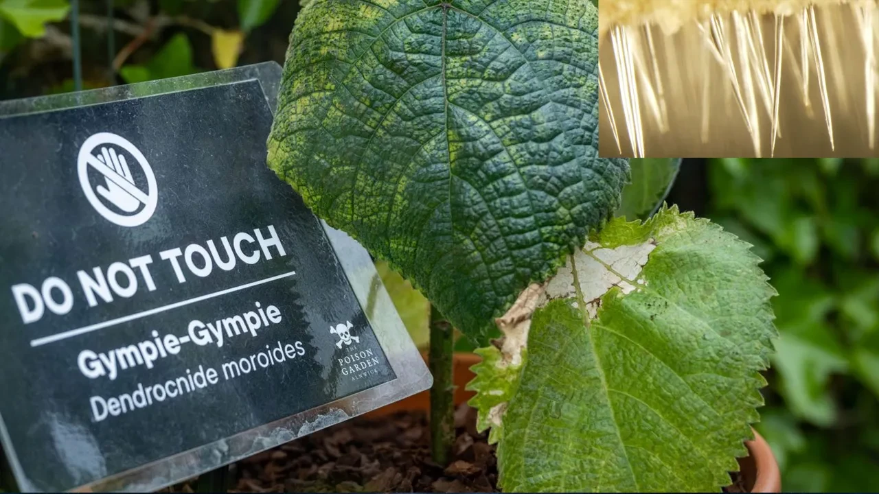 dünyanın en zehirli bitkisi Gympie-Gympie