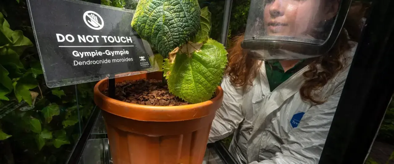 dünyanın en zehirli bitkisi Gympie-Gympie