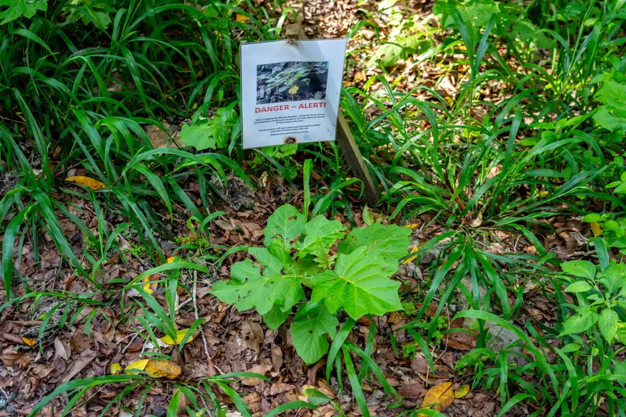dünyanın en zehirli bitkisi Gympie-Gympie