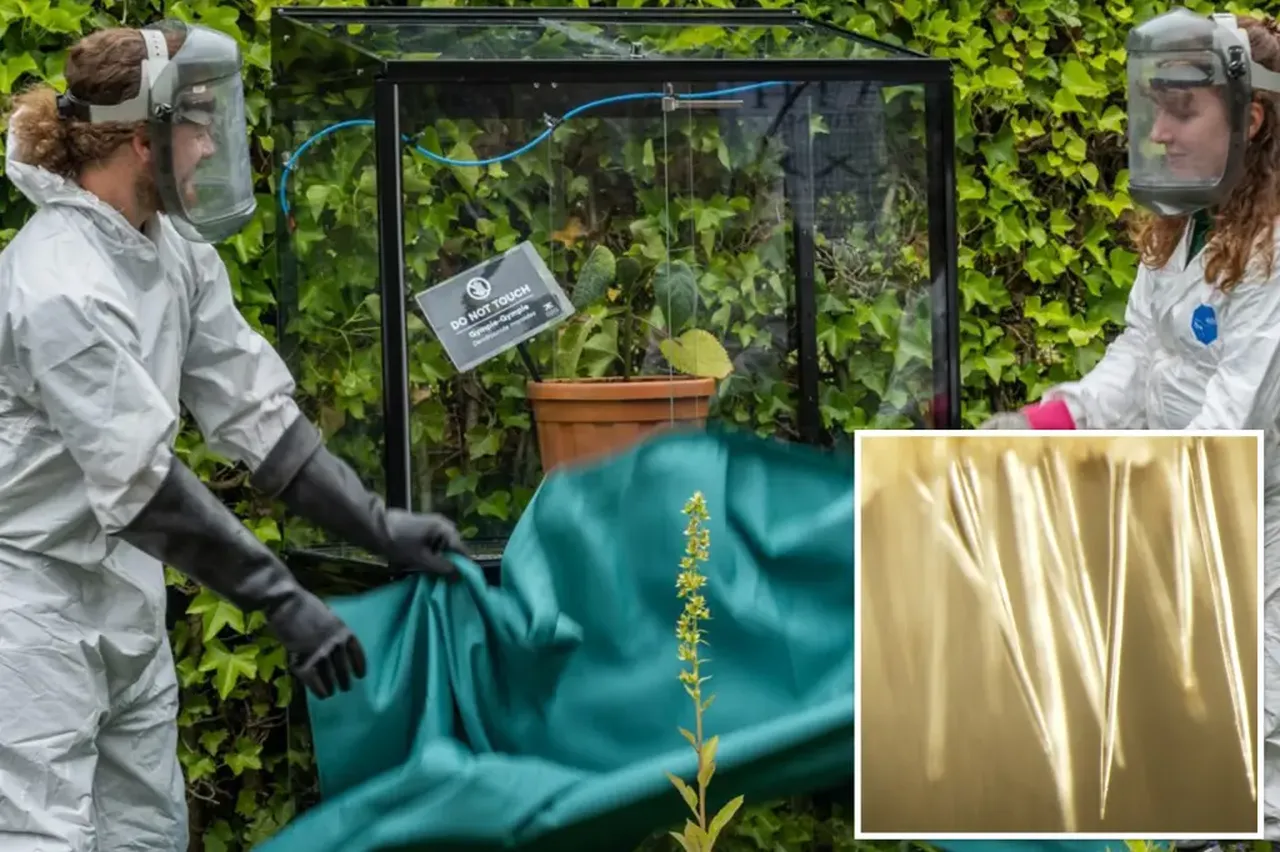 dünyanın en zehirli bitkisi Gympie-Gympie