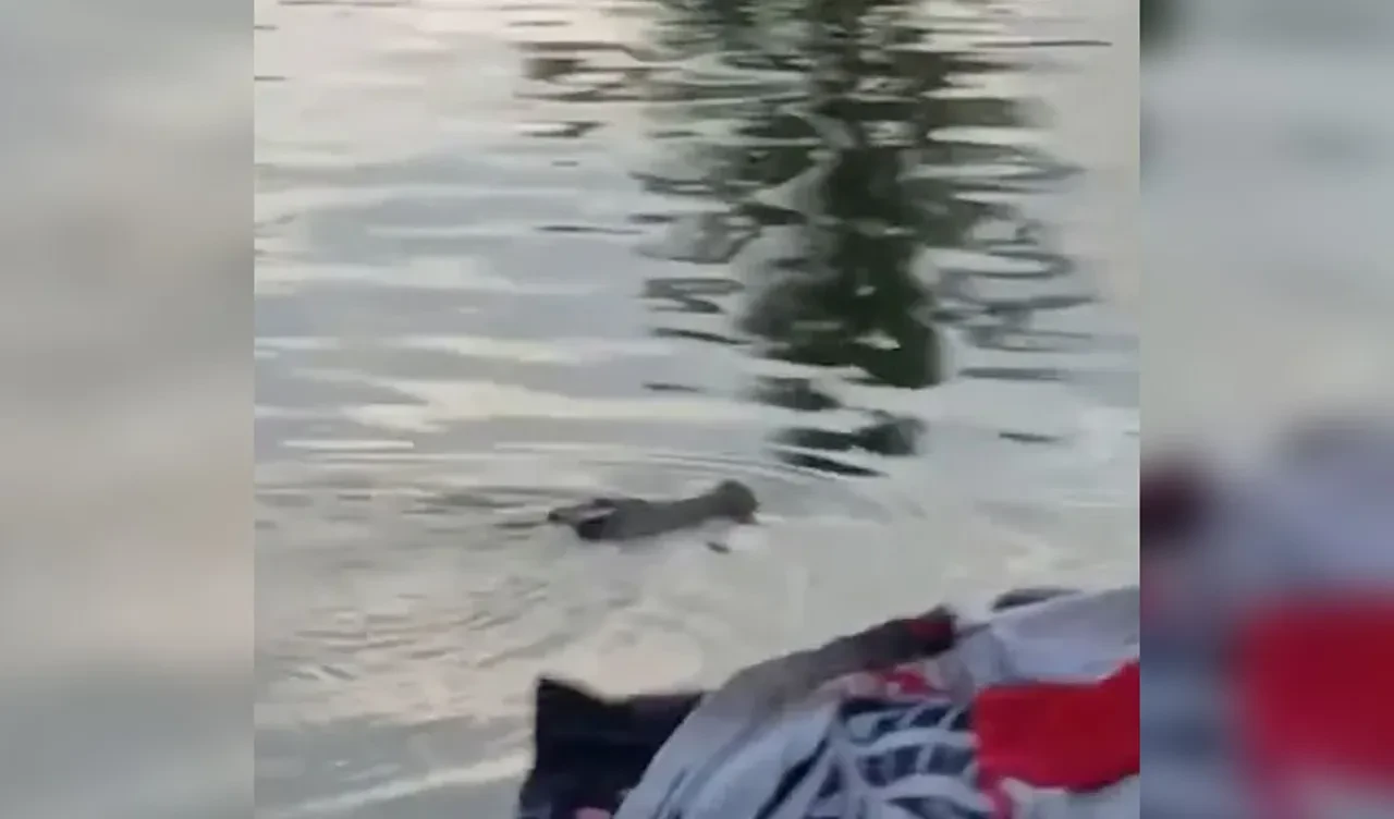 Bir anda kaptı ve suyun altına sürükledi: Korkunç timsah saldırısı kan dondurdu